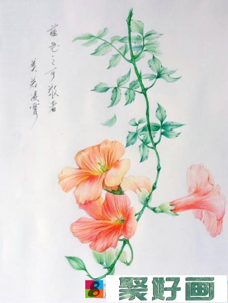 凌霄花彩铅画