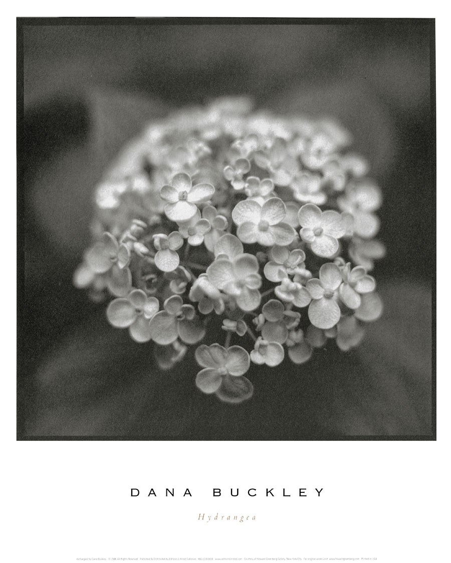 现代四联黑白花卉摄影装饰画素材: 向日葵 B