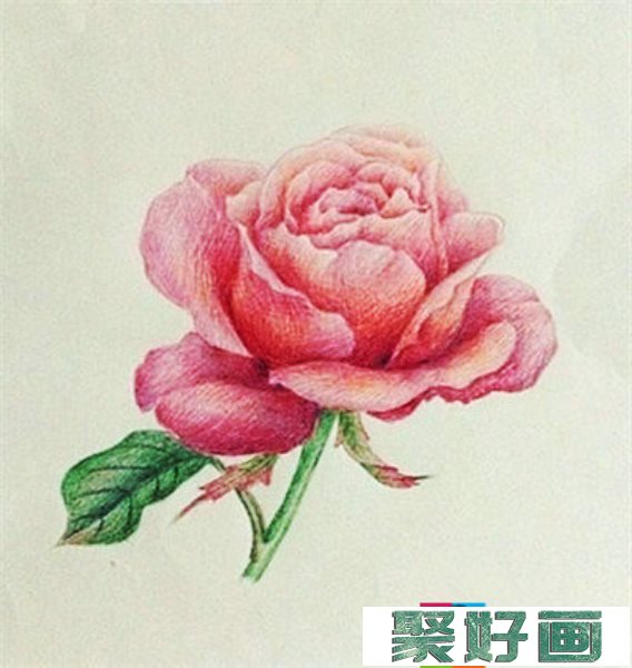 彩铅画花卉绘画教程：月季花