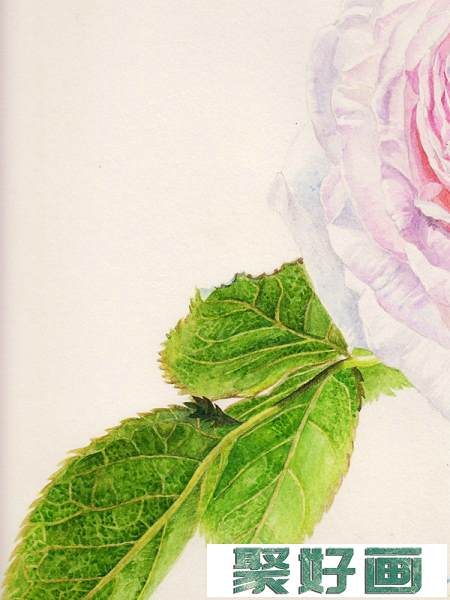 英国玫瑰水彩画法 (8)