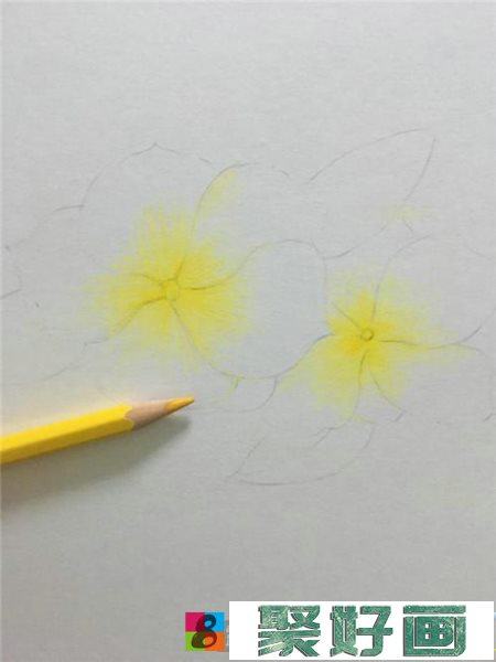 胭脂花彩铅画