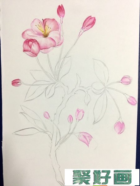 彩铅画海棠花