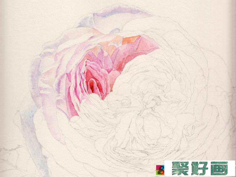 英国玫瑰水彩画法 (3)
