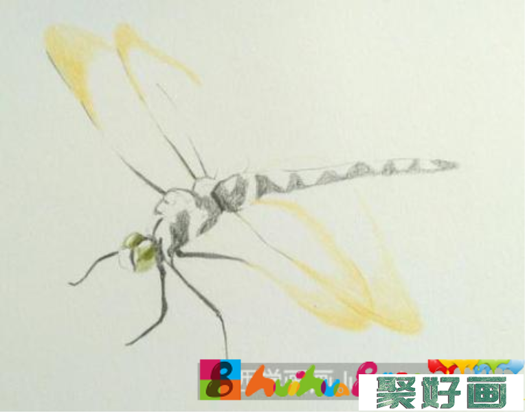 彩铅画蜻蜓