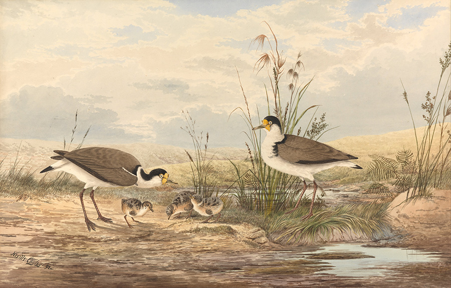 Masked Lapwing, Vanellus miles