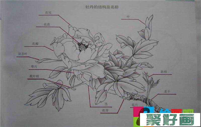 国画牡丹的画法步骤