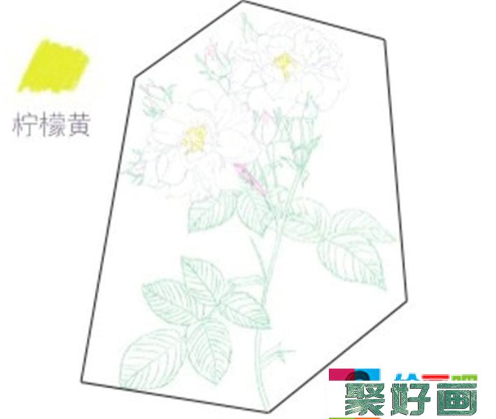 彩铅月季的绘画步骤是什么？月季花的彩铅画法