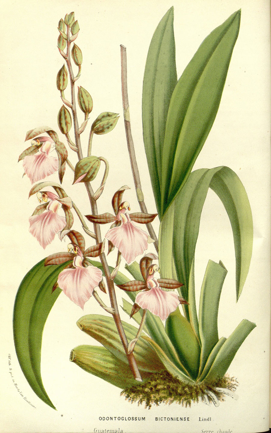 欧式植物标本画 花卉标本装饰画:  舌形兰花图片素材下载