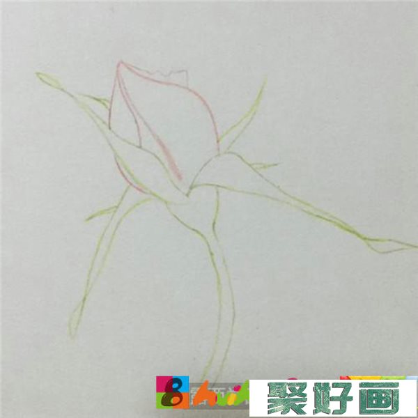 月季花苞彩铅画