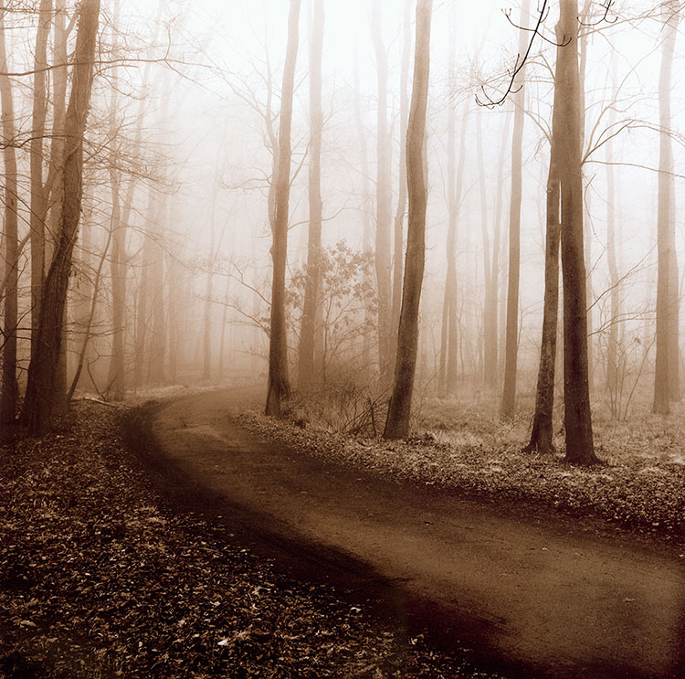 高清雾蒙蒙的树林摄影图片素材下载 C