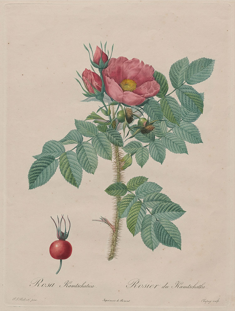 约瑟夫·雷杜德花卉图鉴:玫瑰水彩画素材欣赏