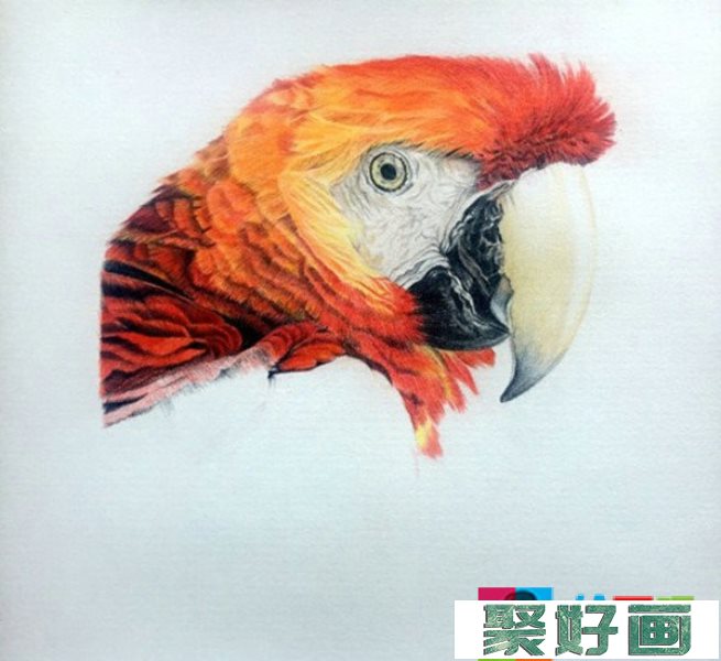 五彩鹦鹉超写实彩铅画怎么画