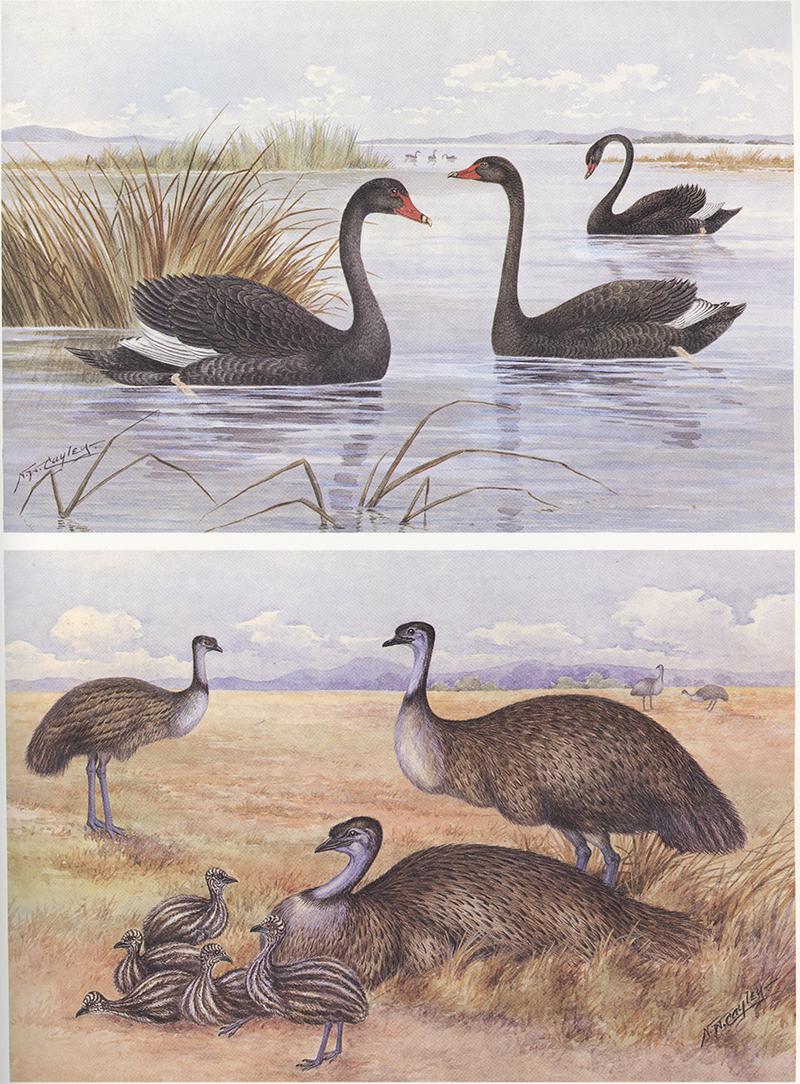 内维尔·威廉·凯莱（Neville William Cayley）Black Swan and Emu黑天鹅水彩画