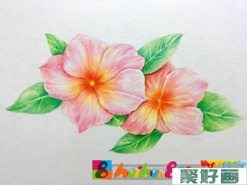 胭脂花彩铅画