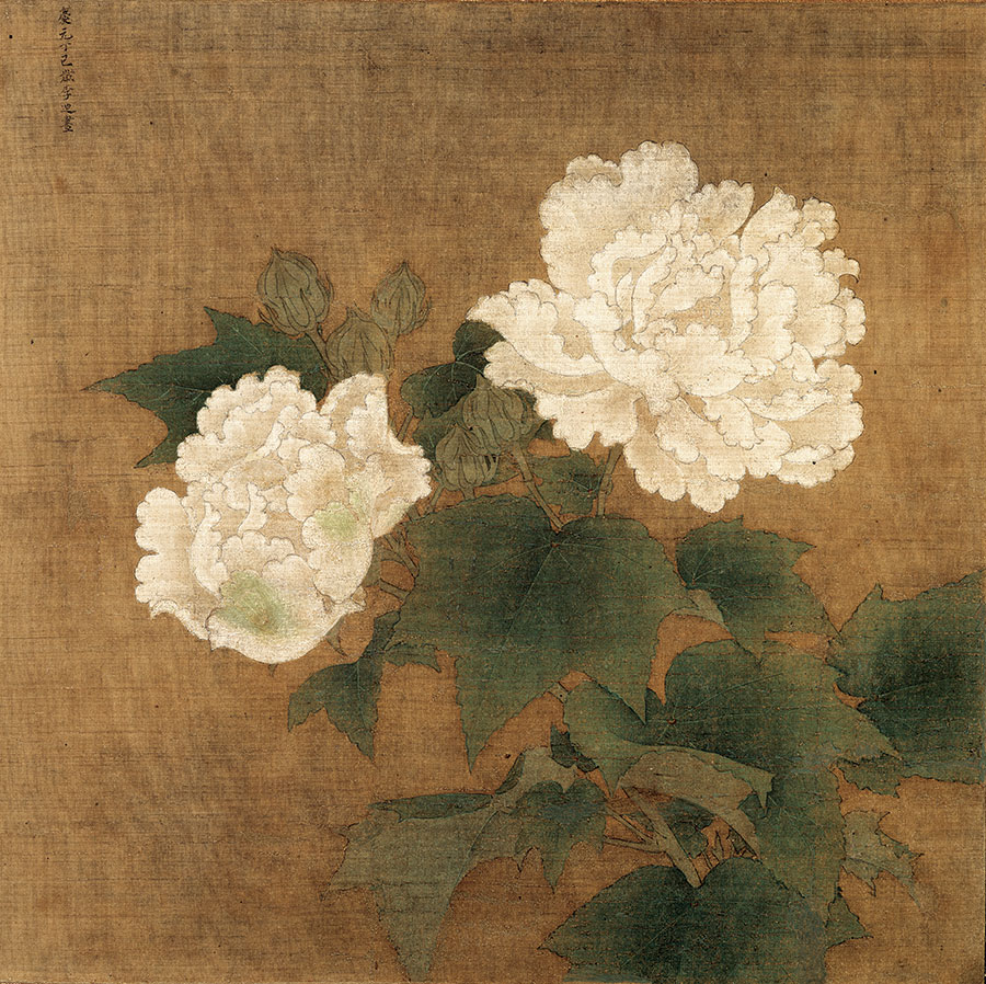 双联芙蓉花工笔画高清下载 B 芙蓉花国画