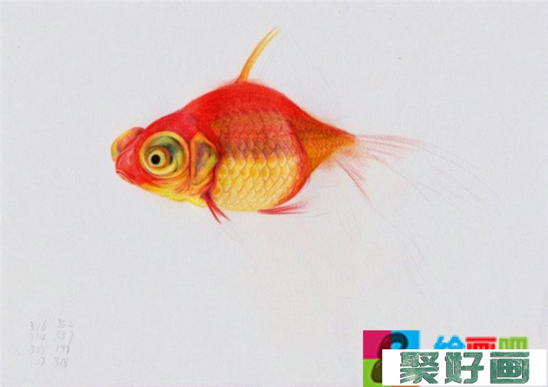 彩铅画动物：金鱼的彩铅画教程