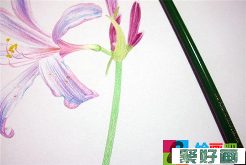 彩铅手绘花朵教程
