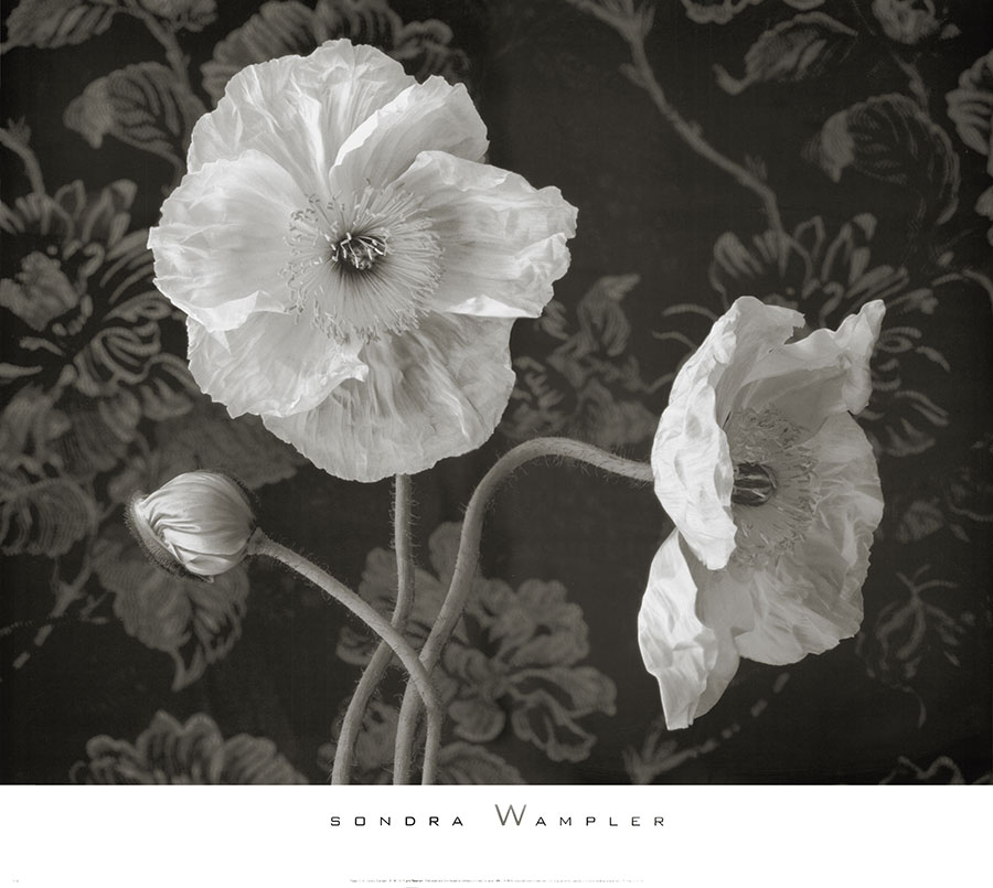 高清黑白花卉摄影素材: 罂粟花装饰画 B