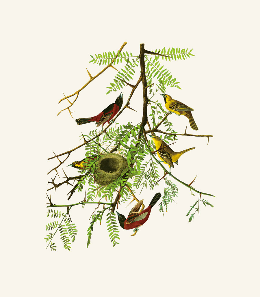 四联欧式花鸟装饰画素材  树枝上的小鸟 高清大图下载