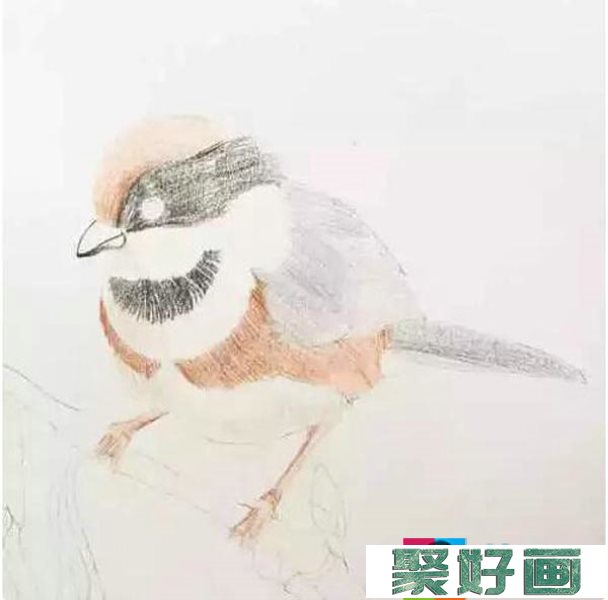 彩铅鸟怎么画4