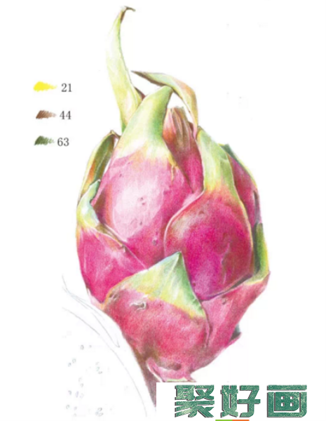 彩铅画火龙果教程