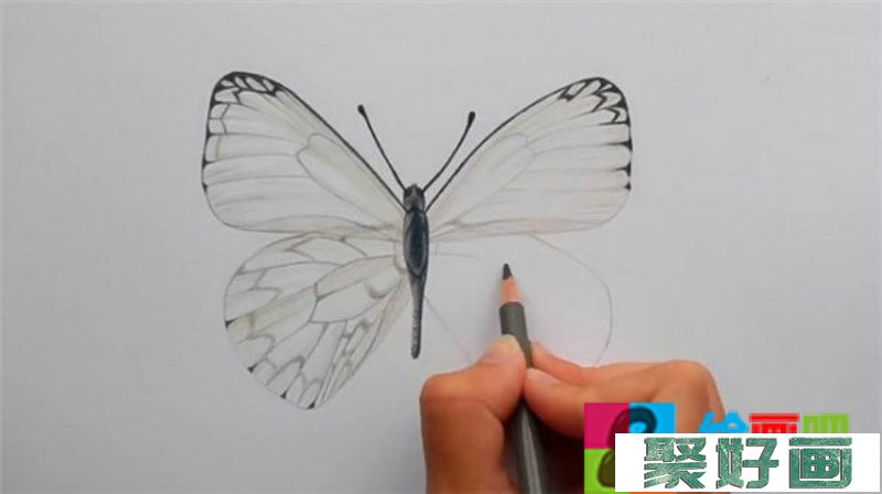 蝴蝶怎么画?简单的蝴蝶手绘彩铅画教程