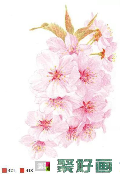 彩铅樱花画法教程