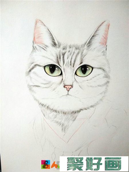 帅猫咪彩铅画