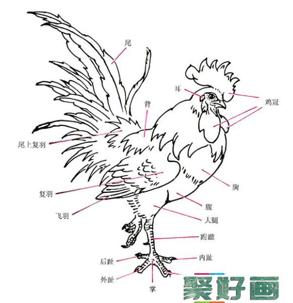 国画鸡的画法和步骤