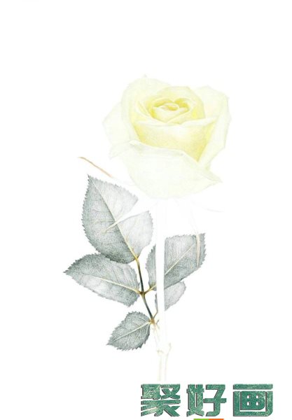 彩铅白玫瑰怎么画