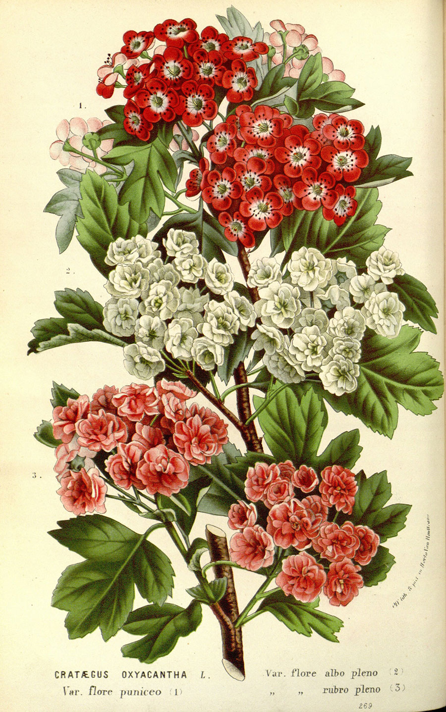 欧式植物标本画 花卉标本装饰画: 山楂花 图片素材下载