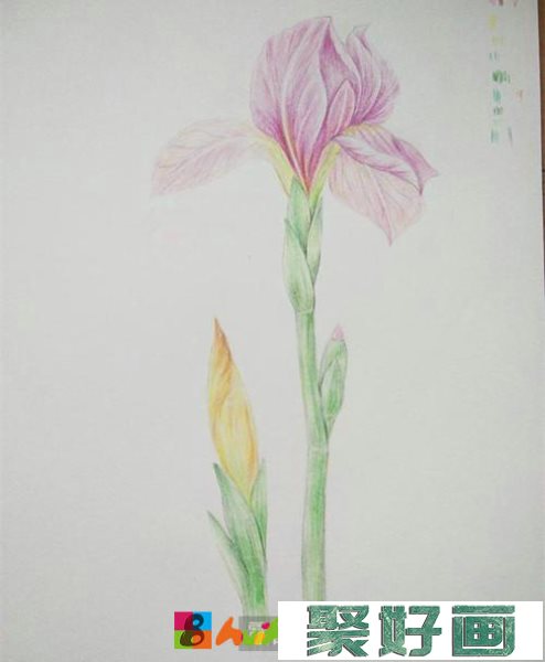 鸢尾花彩铅画