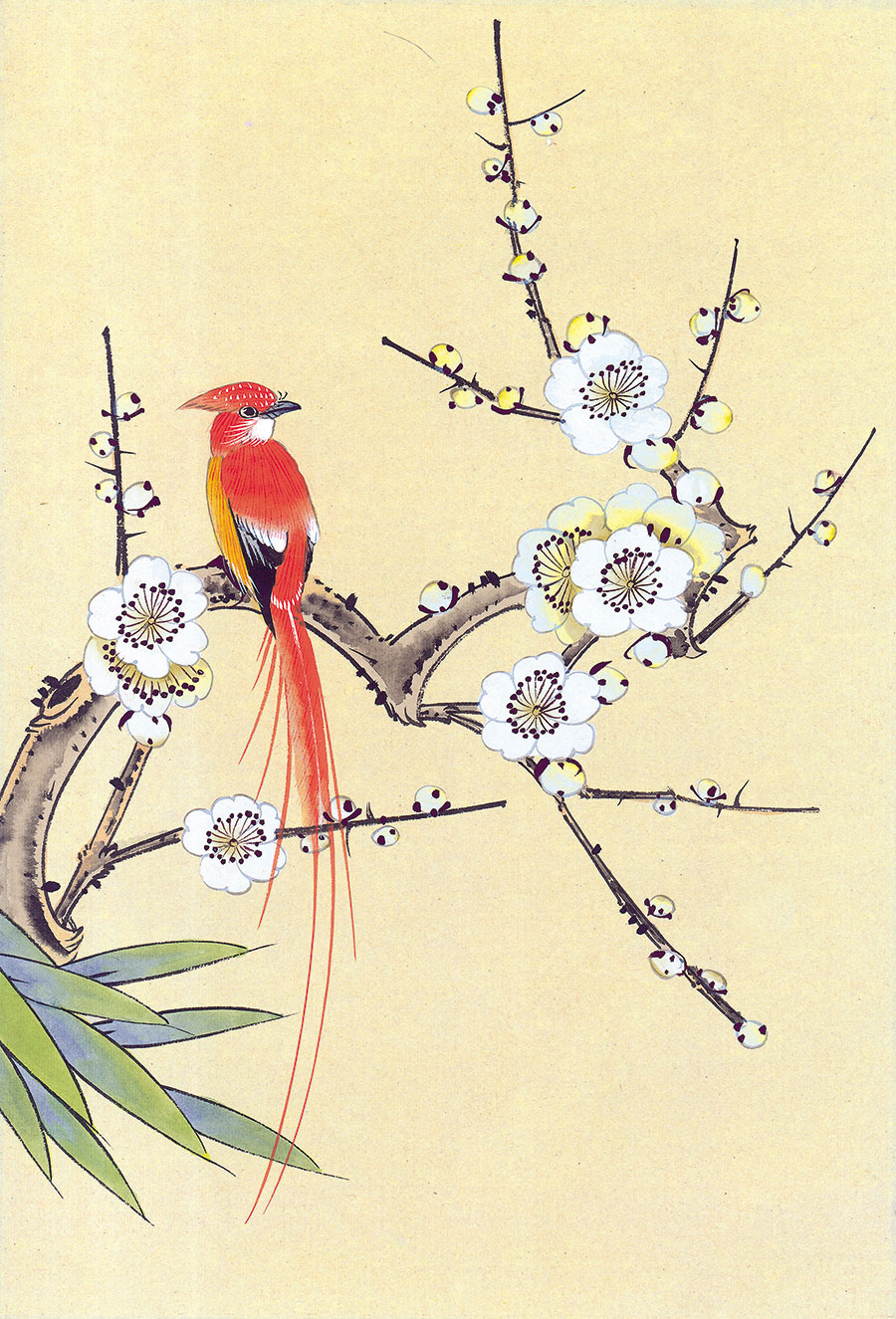 梅花枝头小鸟国画欣赏: 白梅花和长尾小鸟