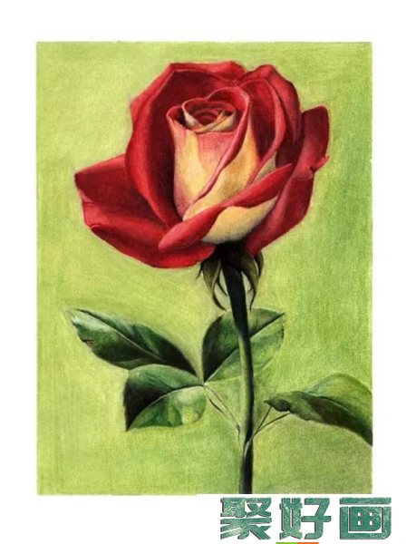 彩铅画 红玫瑰