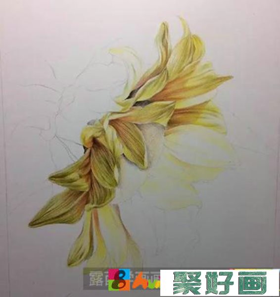 彩铅画教程：怎么绘制向日葵
