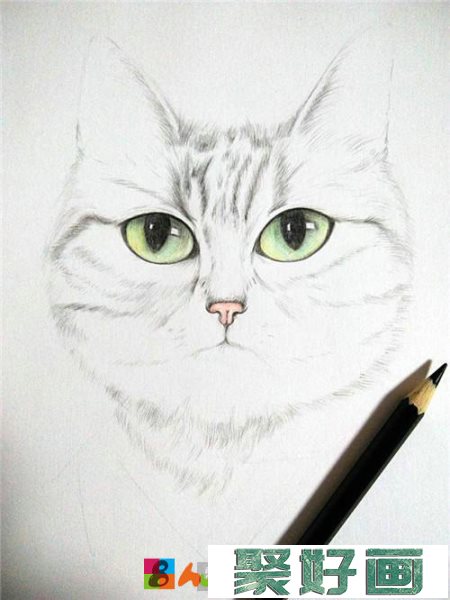 帅猫咪彩铅画