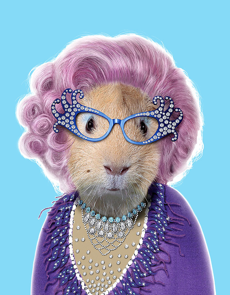 宠物明星脸高清素材下载:Possum兔子装饰画