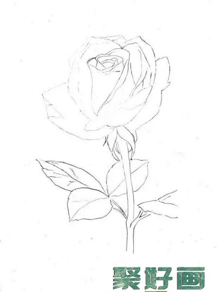 彩铅画 红玫瑰5