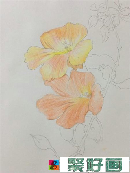 凌霄花彩铅画