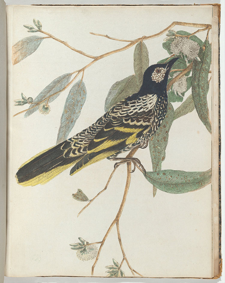 珍贵鸟类装饰画: 小鸟水彩画  Q