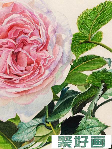 英国玫瑰水彩画法 (11)