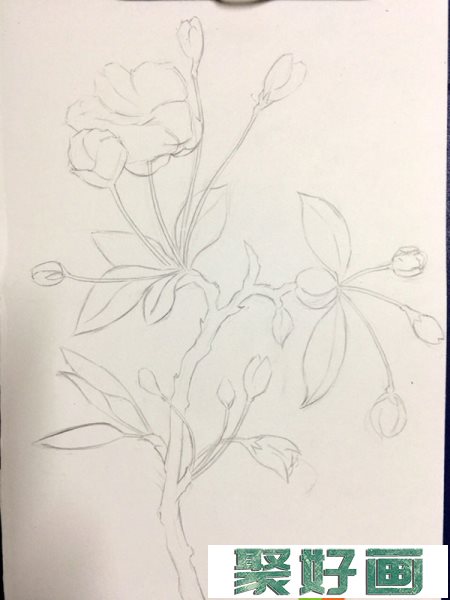 彩铅画海棠花