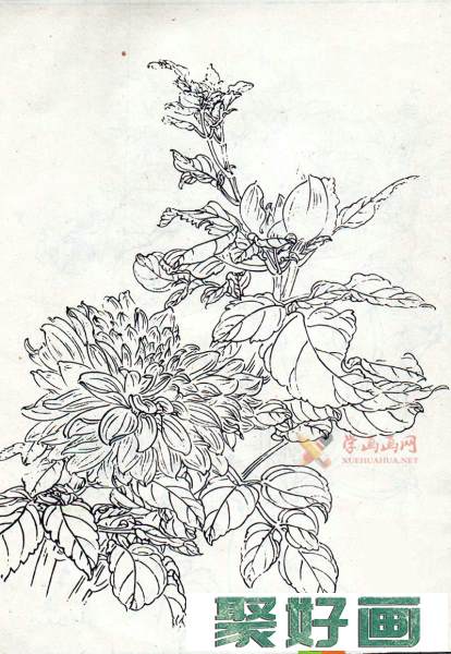 大丽花白描图片(3)