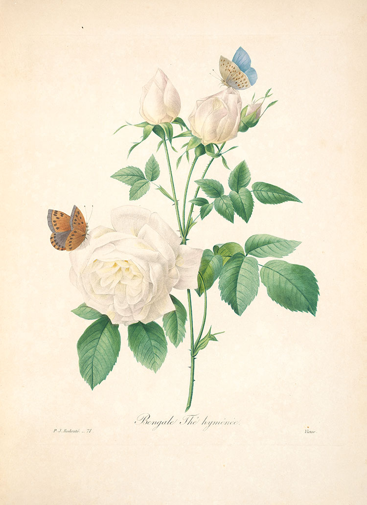 约瑟夫·雷杜德花卉图鉴: 蝴蝶和月季花水彩画素材