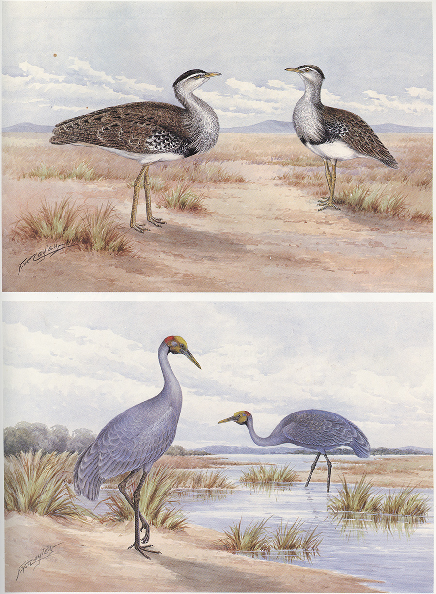 内维尔·威廉·凯莱（Neville William Cayley） Australian Bustard and Brolga