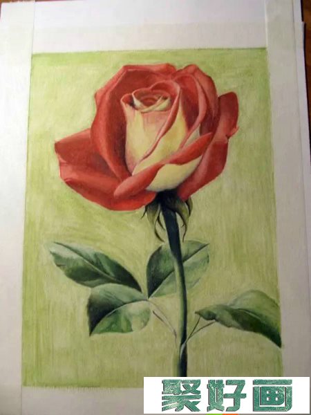 彩铅画 红玫瑰25