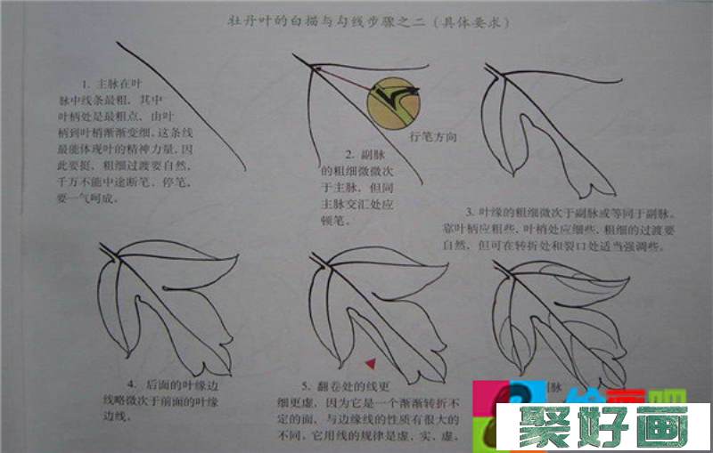 国画牡丹技法教程