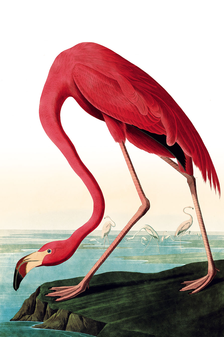 高清 火烈鸟装饰画 素材大图下载 河边的火烈鸟