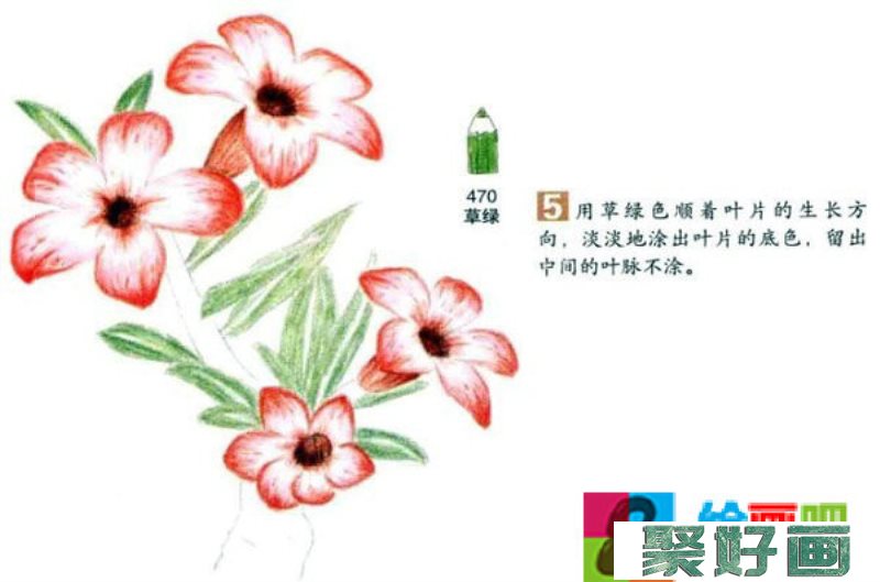 沙漠玫瑰彩铅画怎么画？彩铅画花卉绘画教程