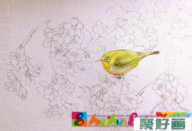 樱花绣眼水彩画